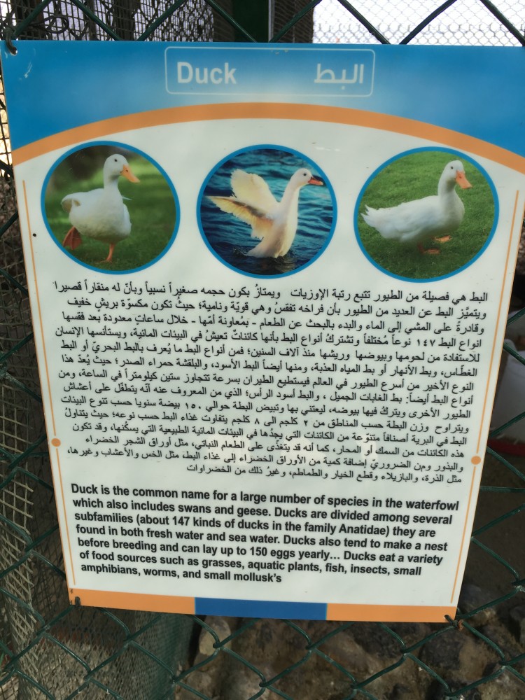 Duck