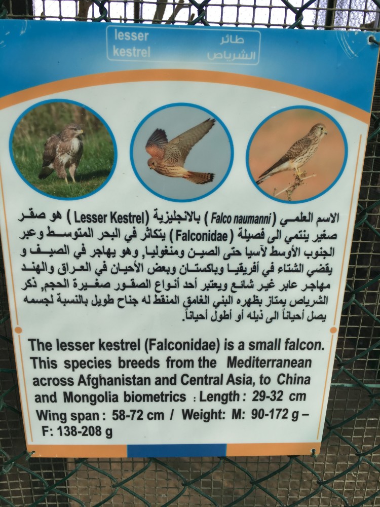 Falcon
