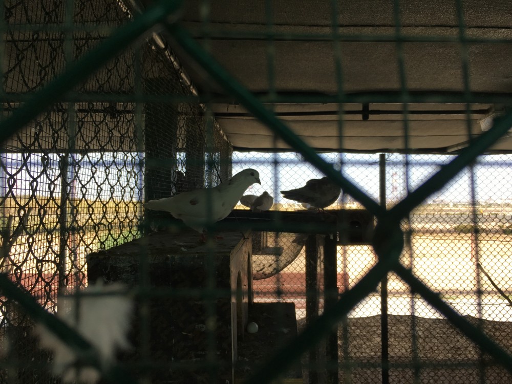 Pigeon