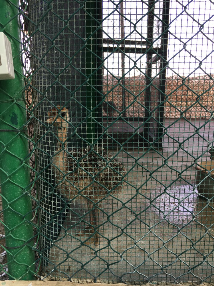 Ostrich