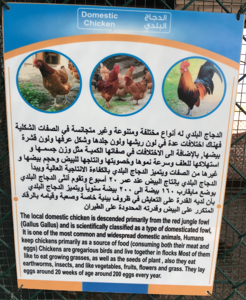 Chicken