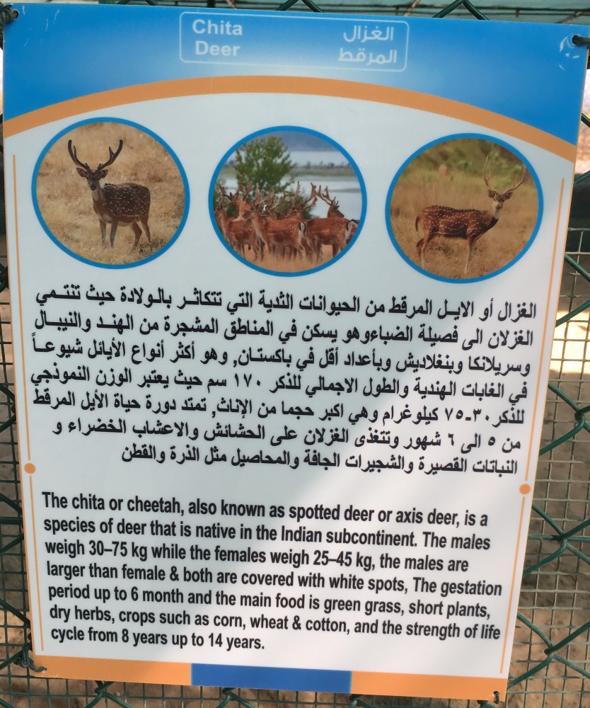 Deer