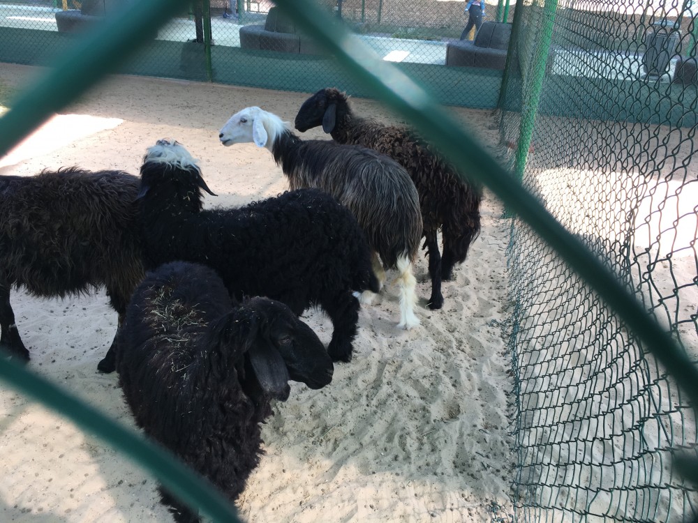 Sheep
