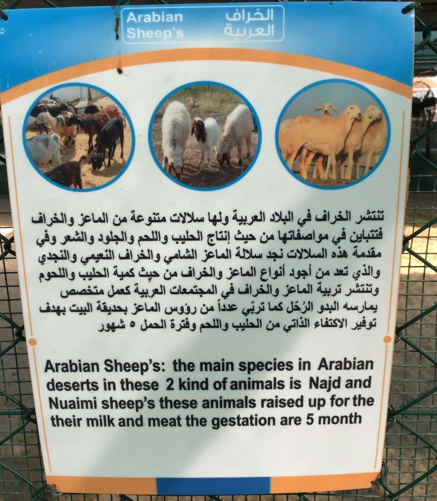 Sheep