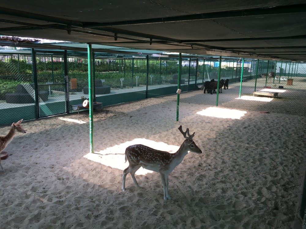 Deer