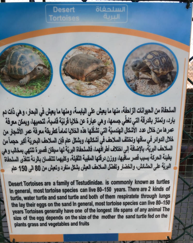 Tortoise