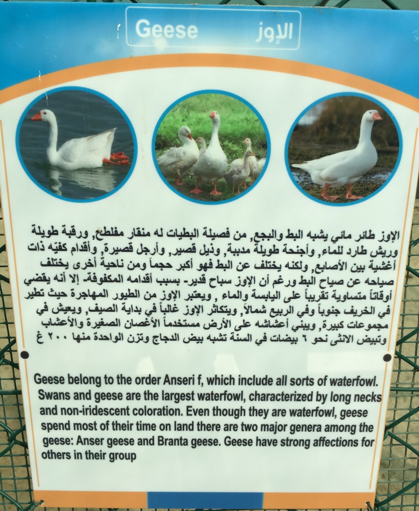 Geese
